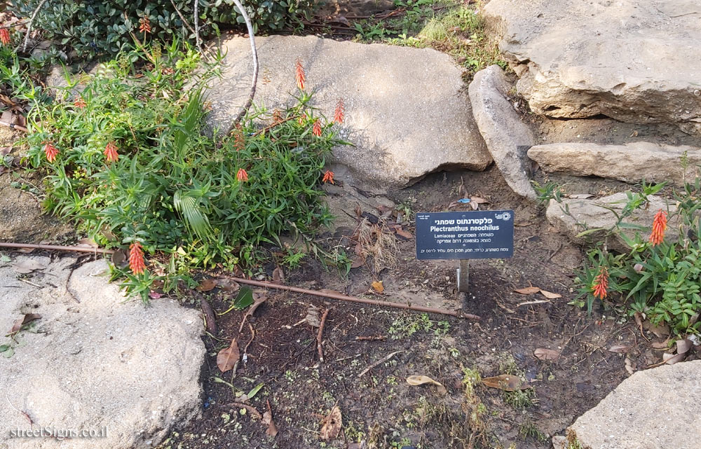 Tel Aviv - Independence Garden - Plectranthus neochilus - HaYarkon/Nordau Blvd, Tel Aviv-Yafo, Israel
