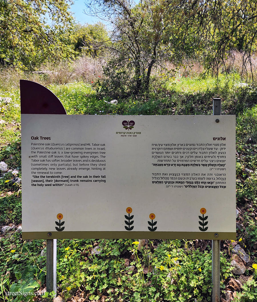 Neot Kedumim Park - Oak Trees - Modi’in-Maccabim-Re’ut, Israel