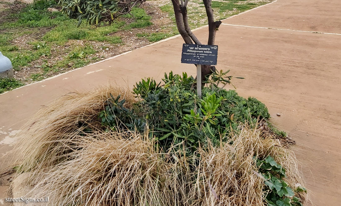  Tel Aviv - Independence Garden - Japanese pittosporum - Hilton beach, Tel Aviv-Yafo, Israel