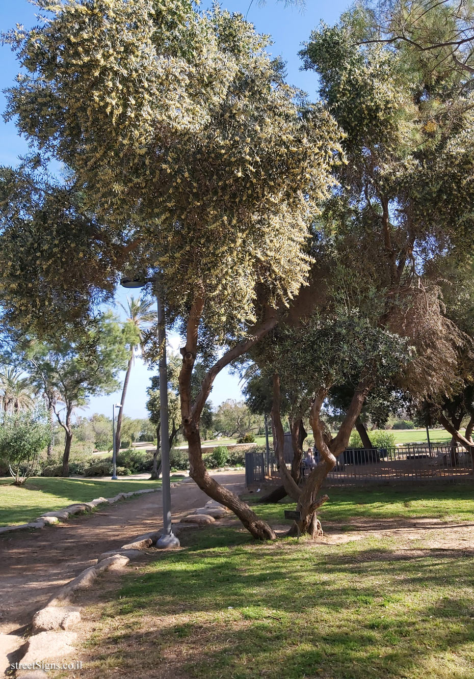 Tel Aviv - Independence Garden - Olea europaea - HaYarkon St 228, Tel Aviv-Yafo, Israel