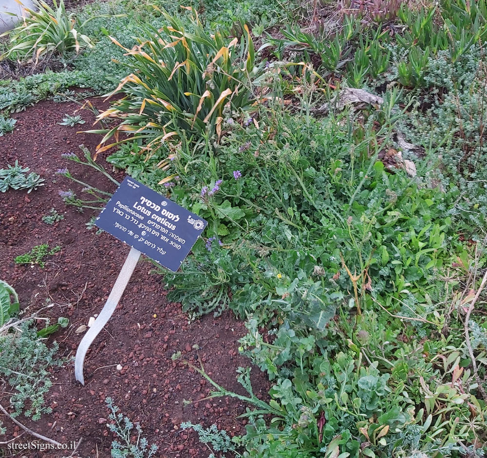 Tel Aviv - Independence Garden - Lotus creticus - Independence Park, HaYarkon St, Tel Aviv-Yafo, Israel