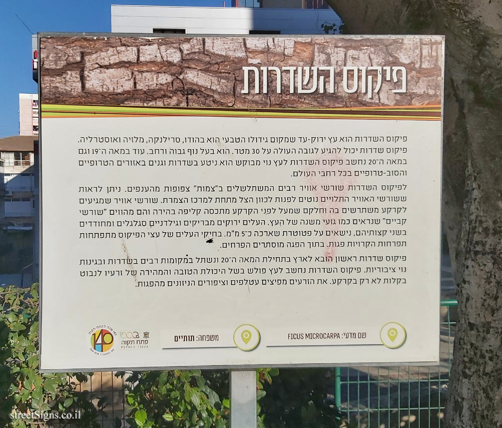Petah Tikva - Malayan banyan - Spiegel Zosia St 6, Petah Tikva, Israel