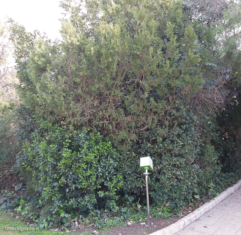 The Hebrew University of Jerusalem - Discovery Tree Walk - Oriental Arborvitae - Safra Campus