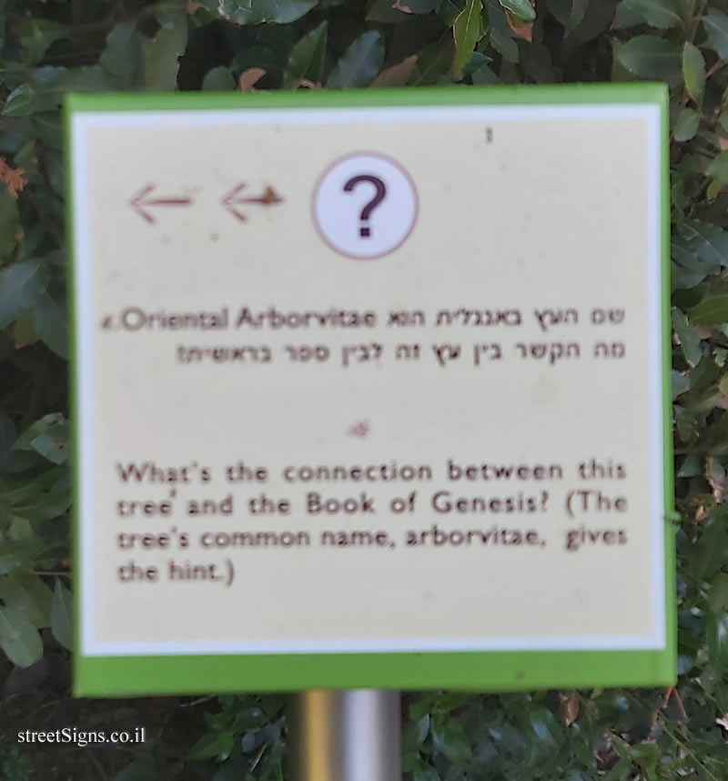 The Hebrew University of Jerusalem - Discovery Tree Walk - Oriental Arborvitae - The third face
