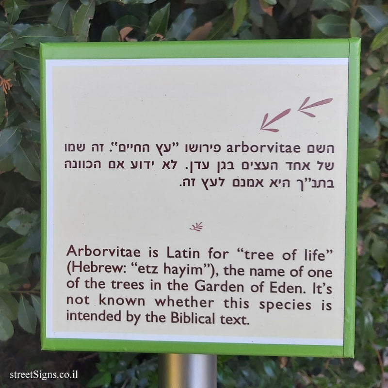 The Hebrew University of Jerusalem - Discovery Tree Walk - Oriental Arborvitae - The fourth face