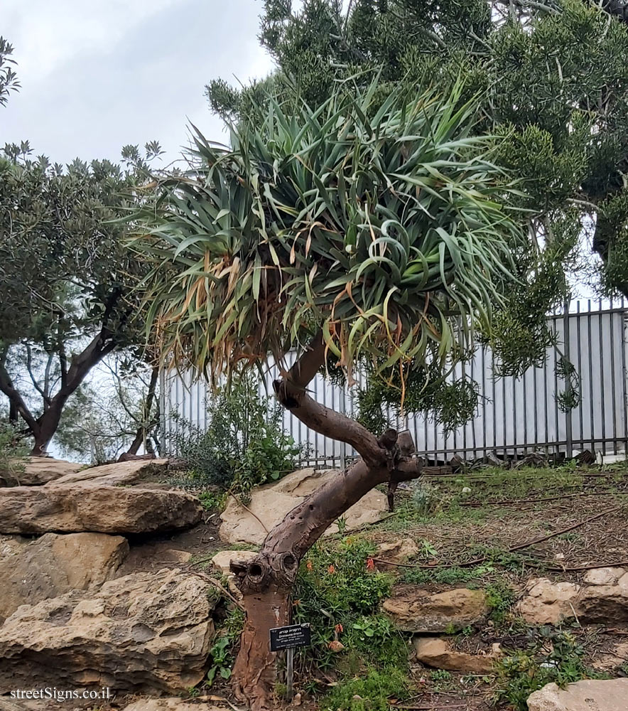 Tel Aviv - Independence Garden - Canary Islands dragon tree