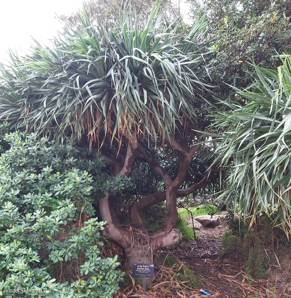 Tel Aviv - Independence Garden - Canary Islands dragon tree