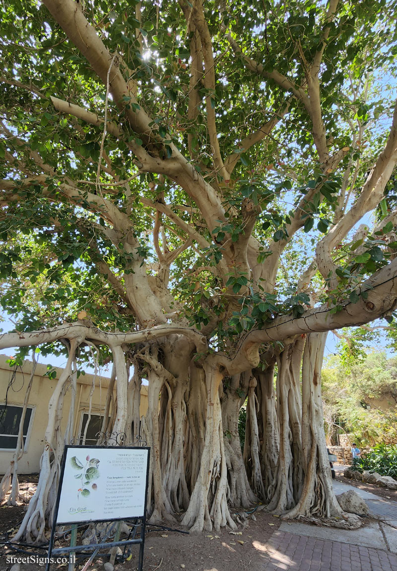 Ein Gedi - Ficus benghalensis - 41, HaMa´ayan Street, Ein Gedi, Israel