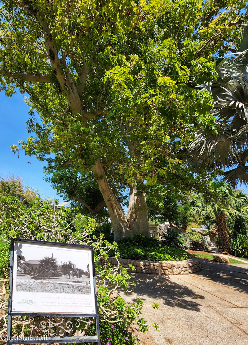 Ein Gedi - The Baobab Tree - 41, HaMa´ayan Street, Ein Gedi, Israel