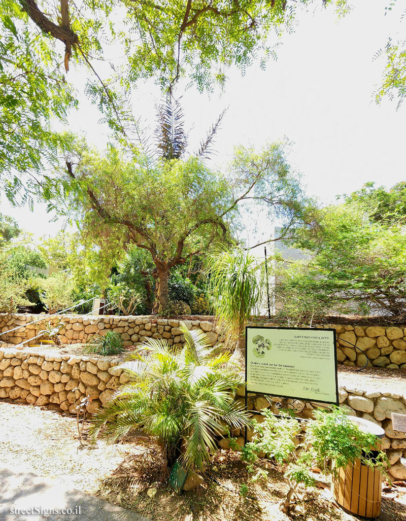 Ein Gedi - Children, watch out for the baobabs! - 41, HaMa´ayan Street, Ein Gedi, Israel