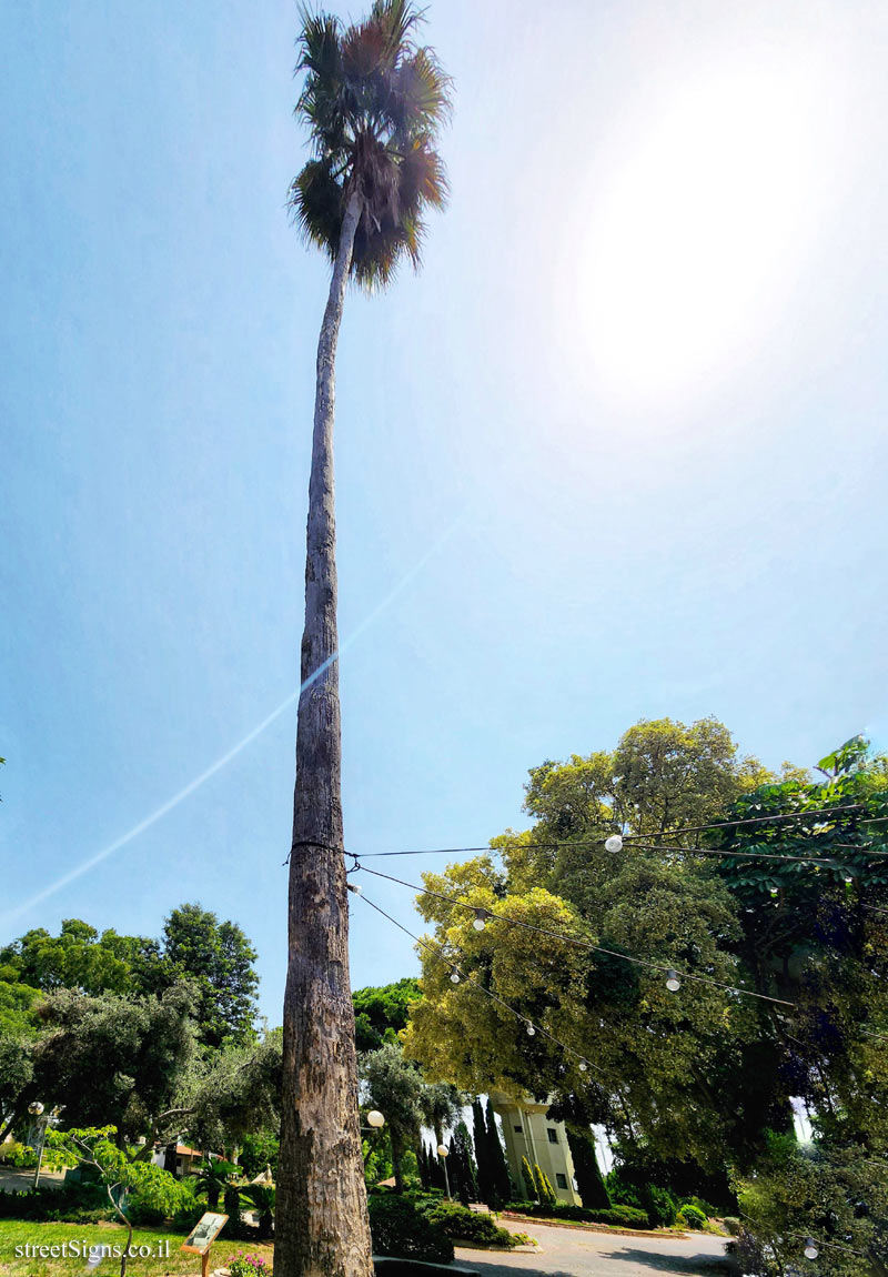 Givat Haim (Meuhad) - Washingtonia palm