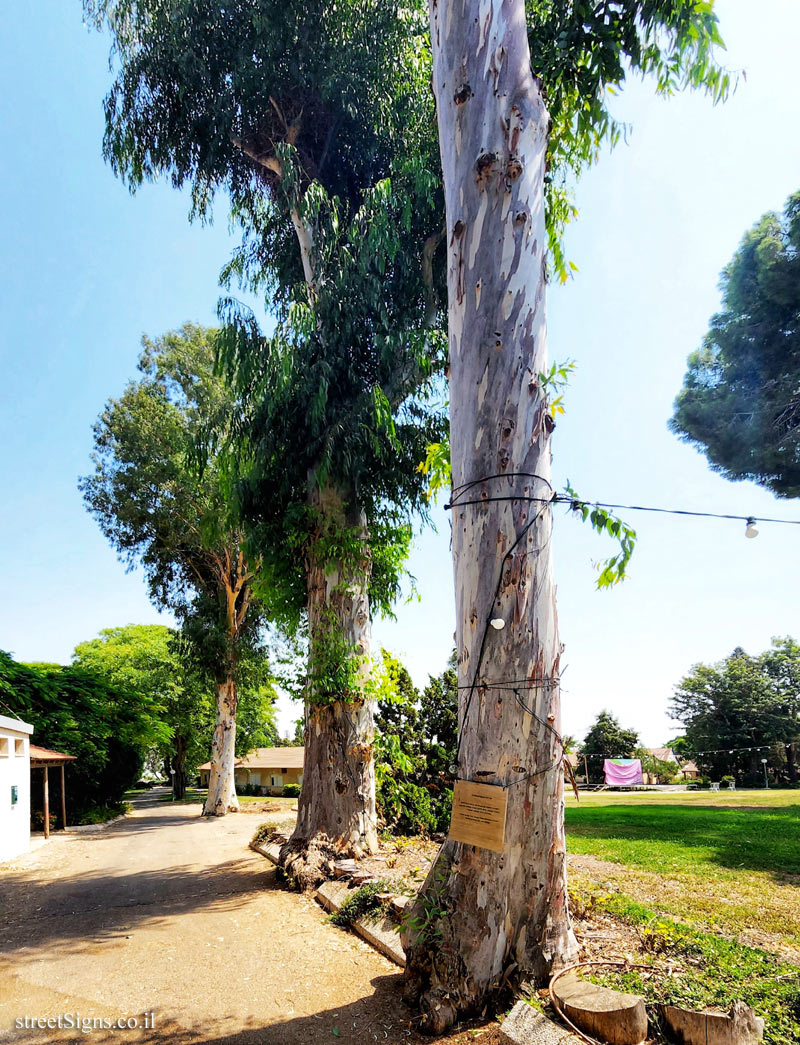 Givat Haim (Meuhad) - Eucalyptus Avenue