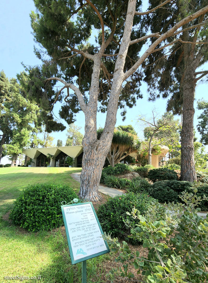 Givat Haim Ihud - Umbrella Pine