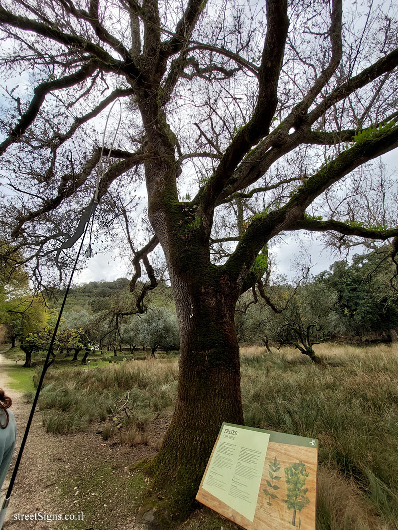 Mafra - Tapada - Ash Tree - Mafra, 2640 Mafra, Portugal