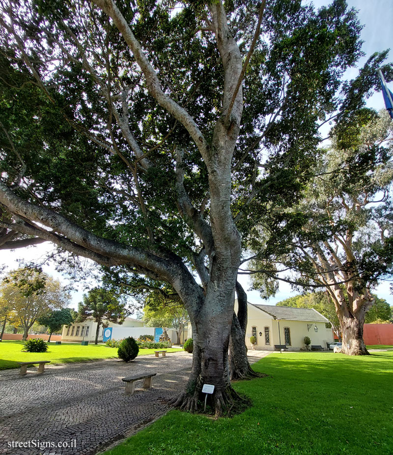 Cascais - Rusty fig - R. Júlio Pereira de Mello 24, 2750-642 Cascais, Portugal