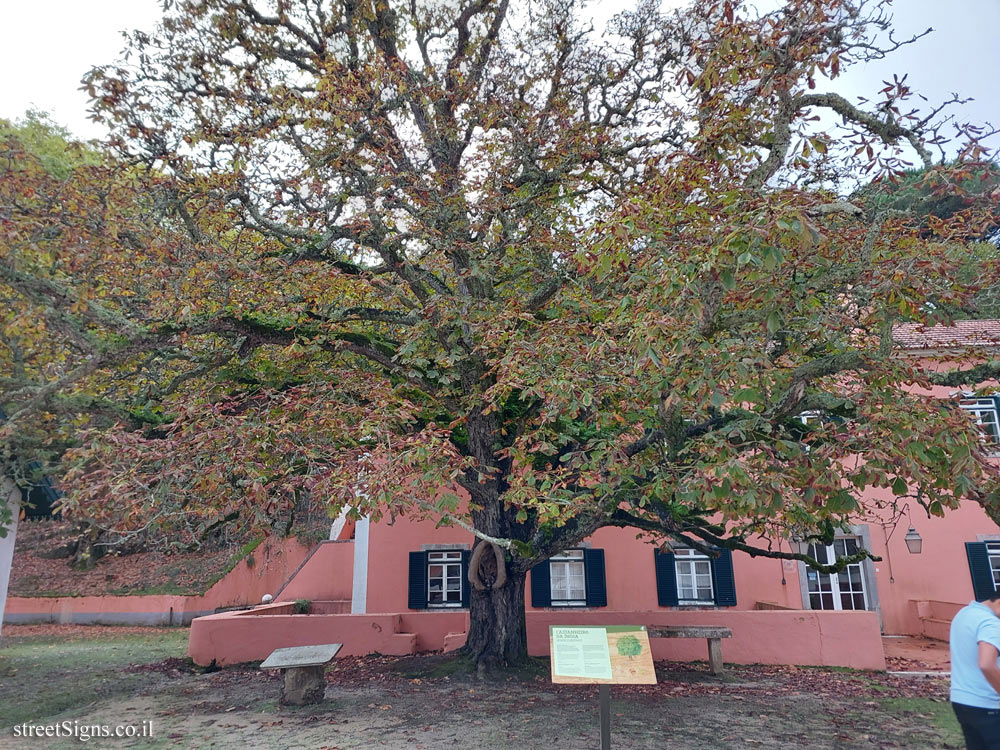 Mafra - Tapada - Horse Chestnut - Mafra, 2640 Mafra, Portugal