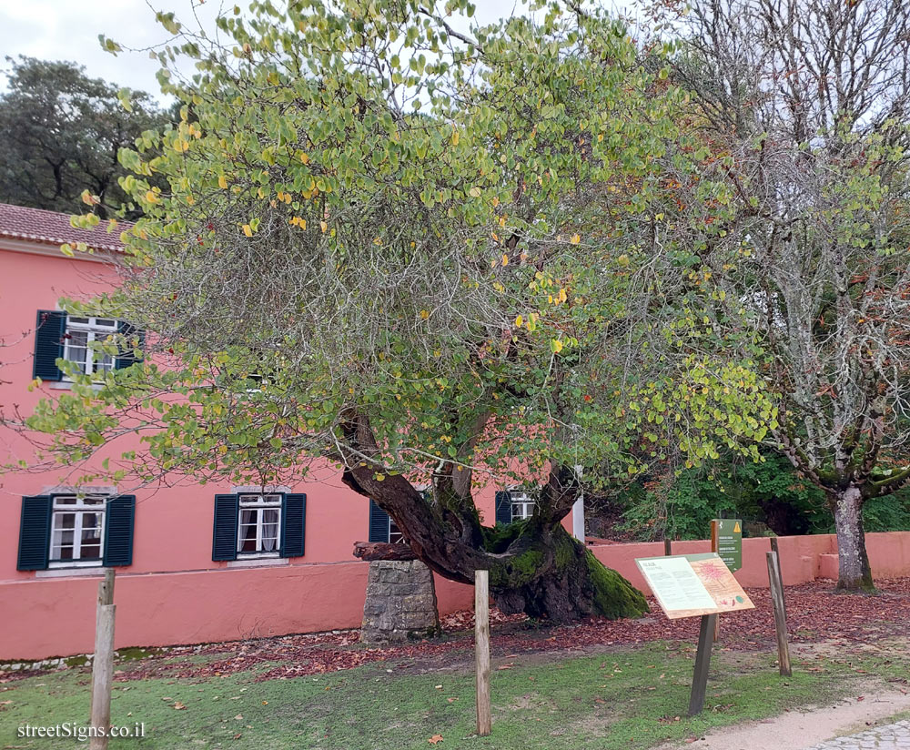 Mafra - Tapada - Judas Tree - Mafra, 2640 Mafra, Portugal