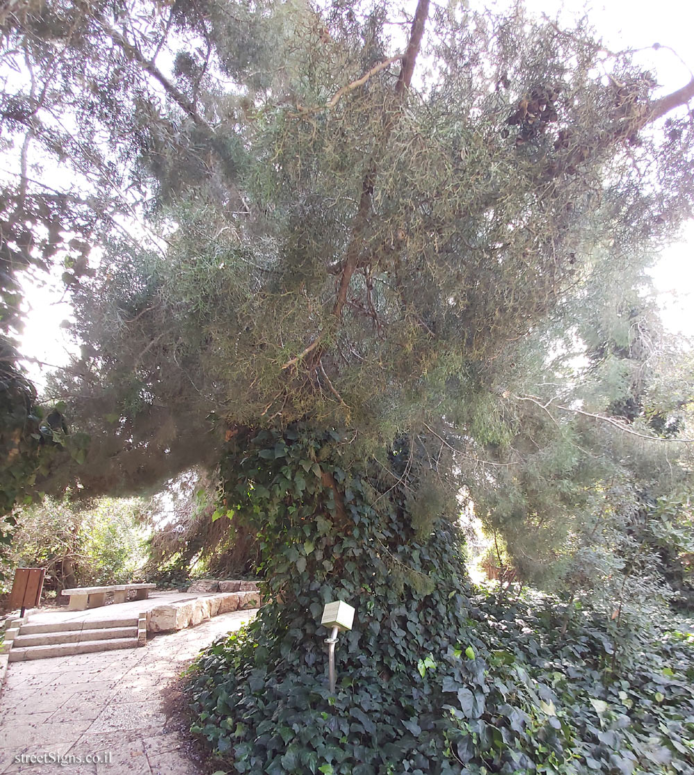 The Hebrew University of Jerusalem - Discovery Tree Walk - Tetraclinis - Safra Campus