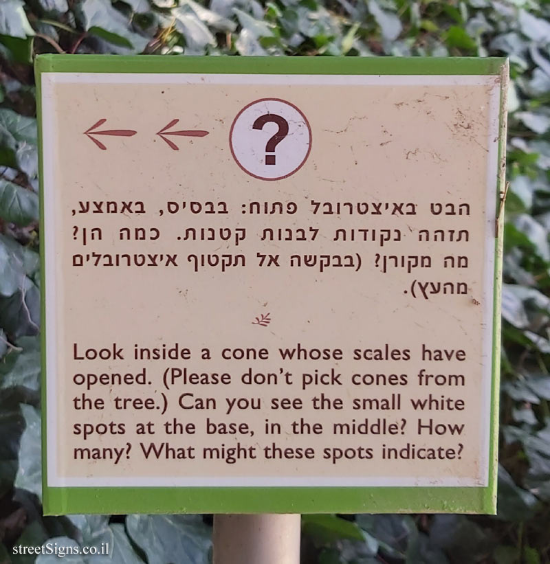 The Hebrew University of Jerusalem - Discovery Tree Walk - Tetraclinis - The third face