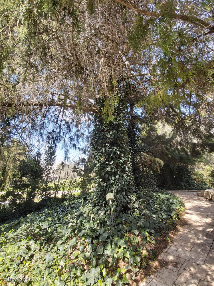 The Hebrew University of Jerusalem - Discovery Tree Walk - Eastern Red Cedar - Safra Campus