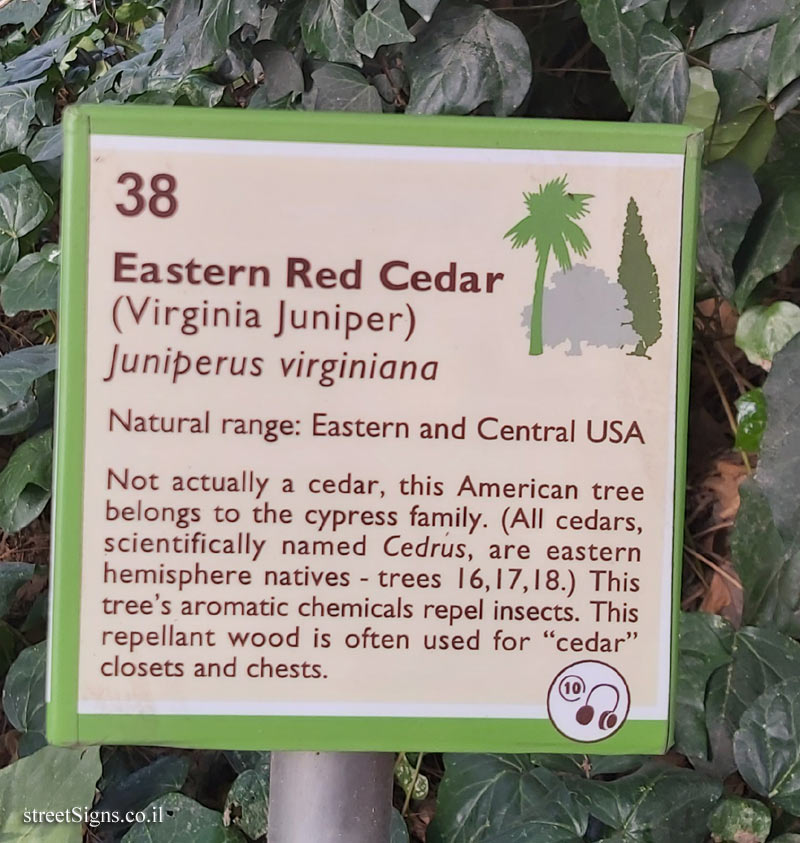 The Hebrew University of Jerusalem - Discovery Tree Walk - Eastern Red Cedar - The second face