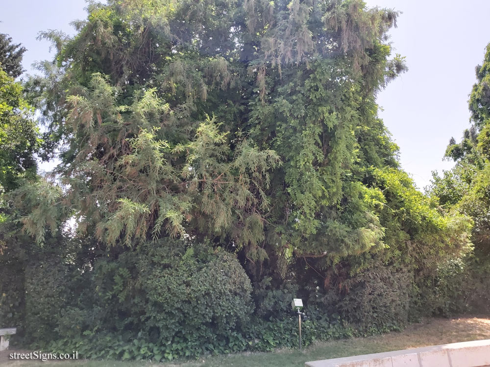 The Hebrew University of Jerusalem - Discovery Tree Walk - Swamp Cypress - Safra Campus