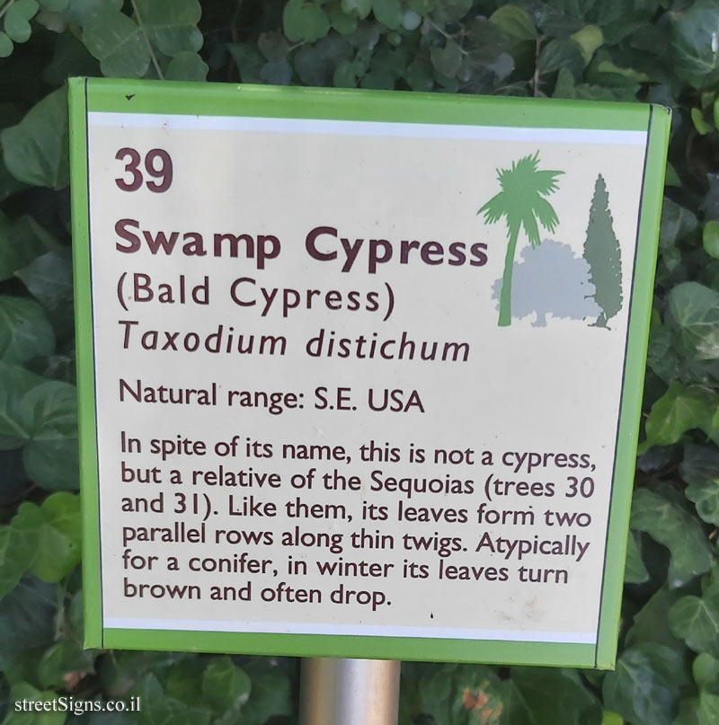 The Hebrew University of Jerusalem - Discovery Tree Walk - Swamp Cypress - The second face