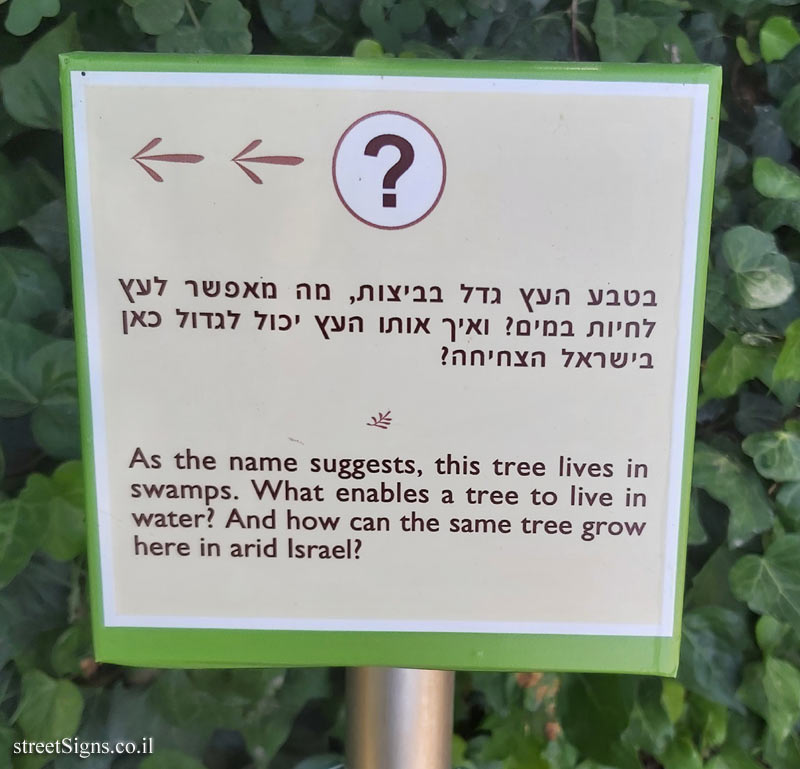 The Hebrew University of Jerusalem - Discovery Tree Walk - Swamp Cypress - The third face