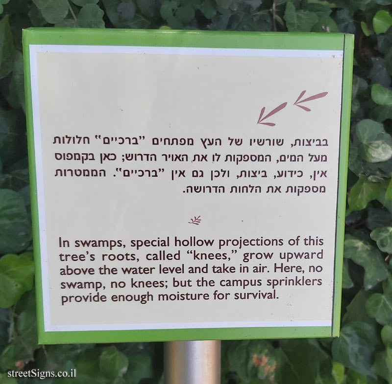 The Hebrew University of Jerusalem - Discovery Tree Walk - Swamp Cypress - The fourth face