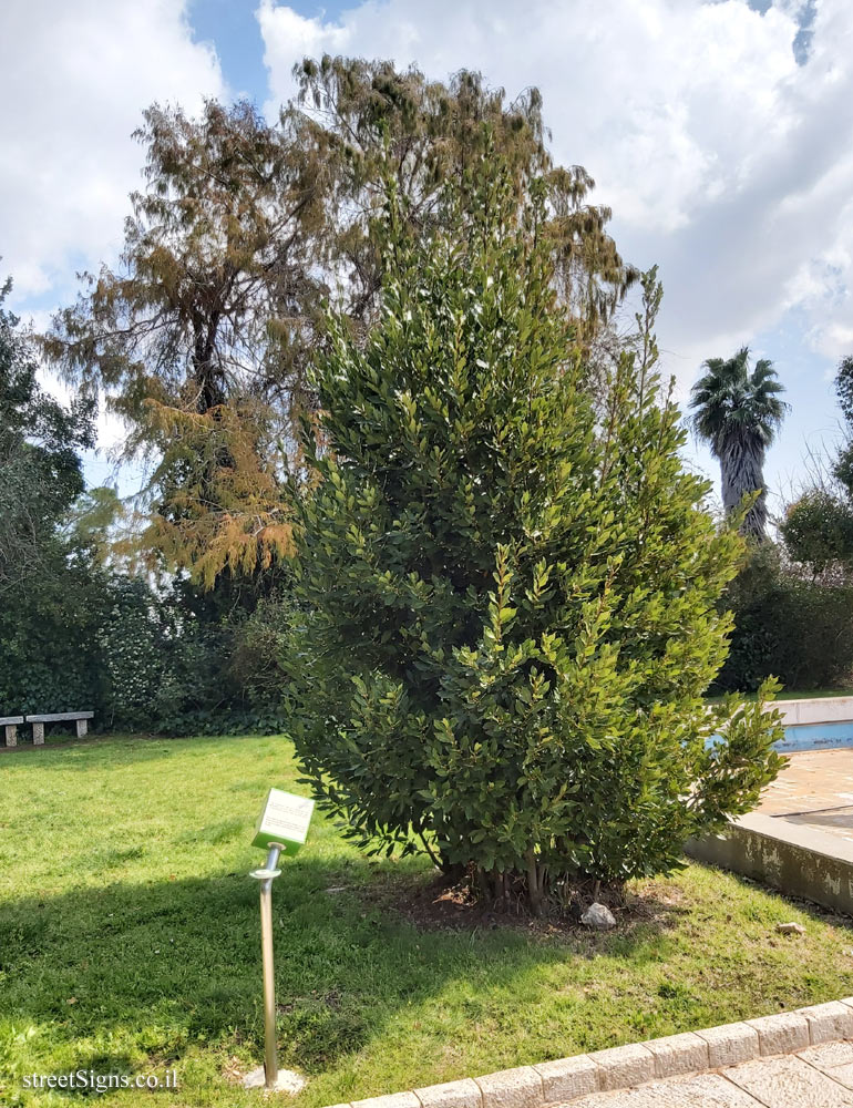 The Hebrew University of Jerusalem - Discovery Tree Walk - True Laurel - Safra Campus