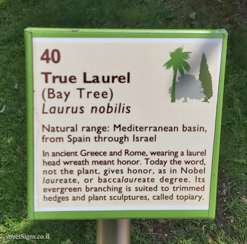 The Hebrew University of Jerusalem - Discovery Tree Walk - True Laurel - The second face