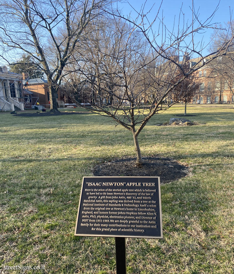 Baltimore - Newton’s Apple Tree - Johns-Hopkins - Homewood, Baltimore, MD, USA