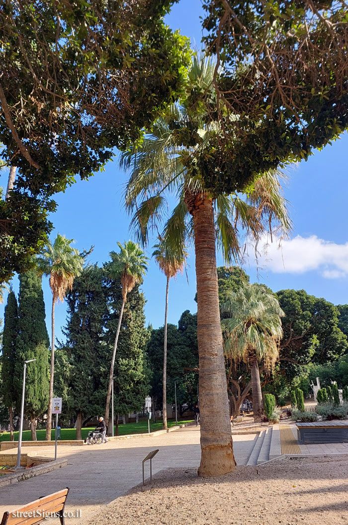 Haifa - Madatek - The tree planted by Albert Einstein