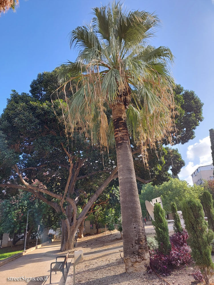 Haifa - Madatek - The tree planted by Elsa Einstein