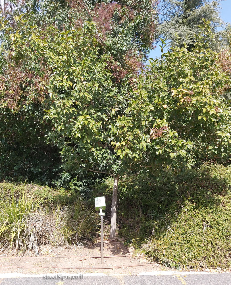 The Hebrew University of Jerusalem - Discovery Tree Walk - Chinese Privet - Safra Campus