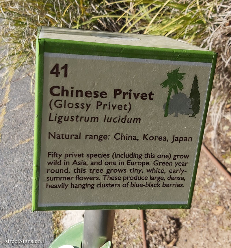 The Hebrew University of Jerusalem - Discovery Tree Walk - Chinese Privet - The second face