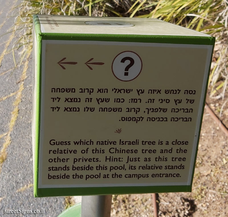 The Hebrew University of Jerusalem - Discovery Tree Walk - Chinese Privet - The third face