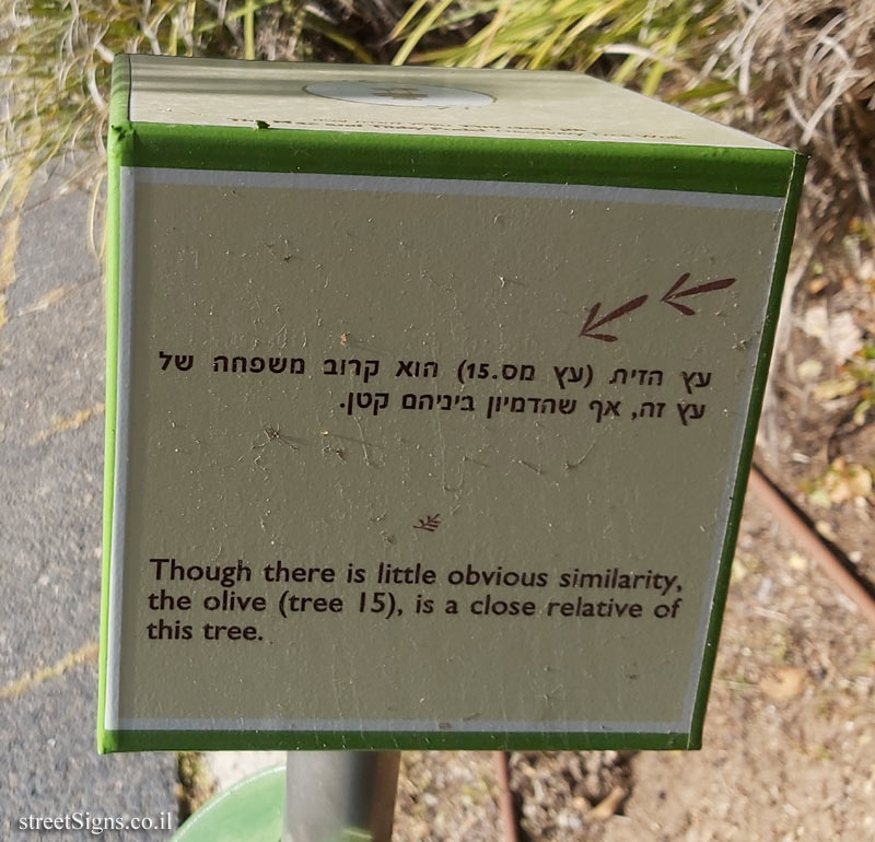 The Hebrew University of Jerusalem - Discovery Tree Walk - Chinese Privet - The fourth face
