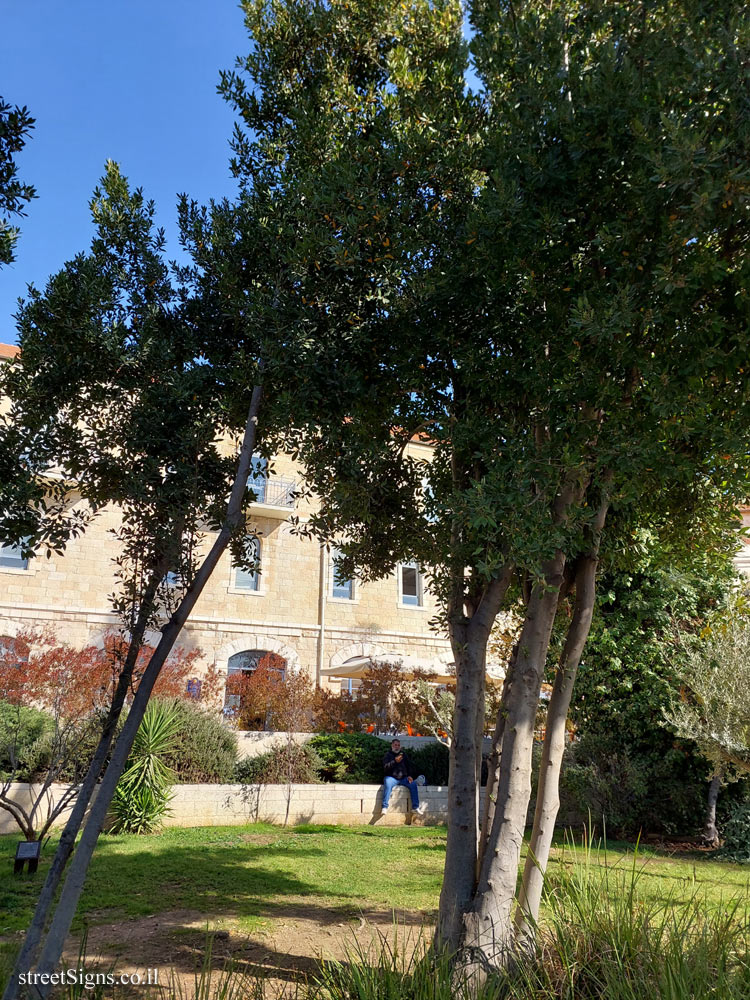 Jerusalem - the square trees - Dafna - Safra Square 4, Jerusalem, Israel