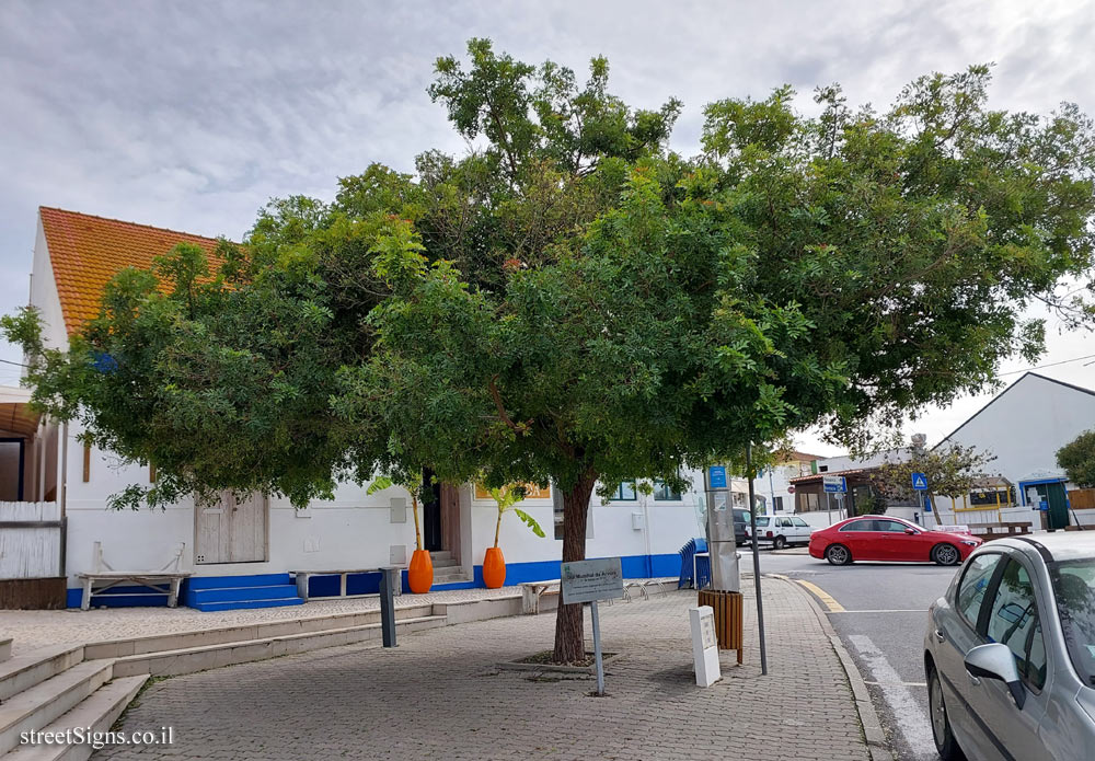 Comporta - a tree planted on National Arbor Day - Largo de São João 4, 7580-624 Comporta, Portugal