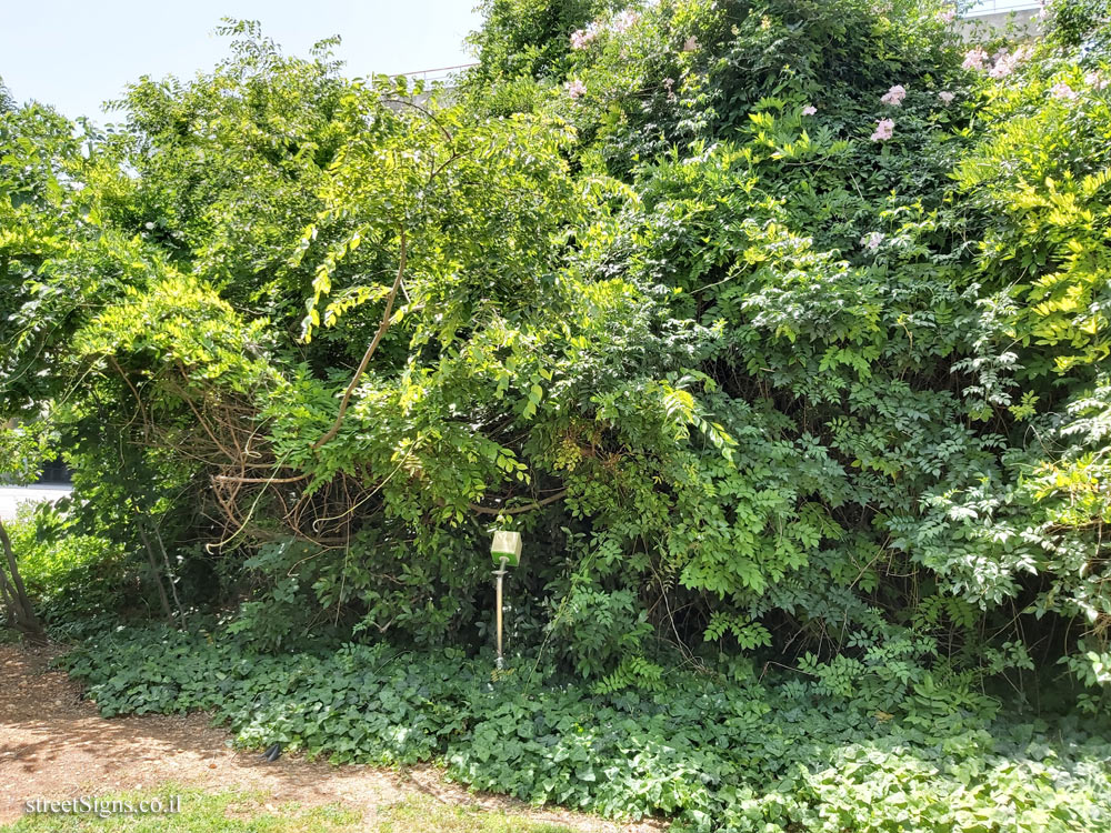 The Hebrew University of Jerusalem - Discovery Tree Walk - Nettle Tree - Safra Campus