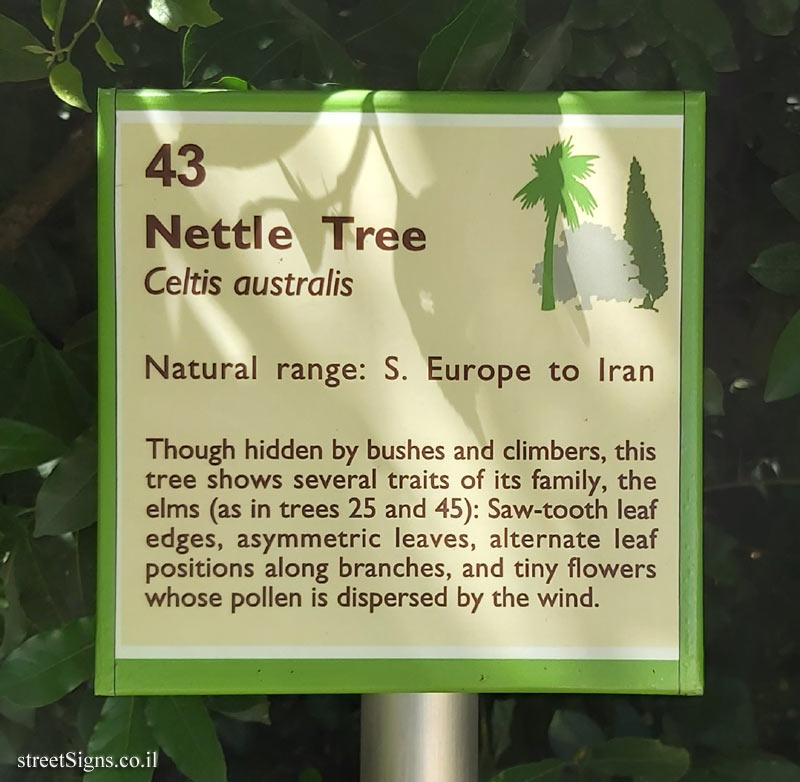 The Hebrew University of Jerusalem - Discovery Tree Walk - Nettle Tree - The second face