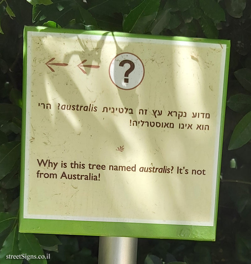 The Hebrew University of Jerusalem - Discovery Tree Walk - Nettle Tree - The third face