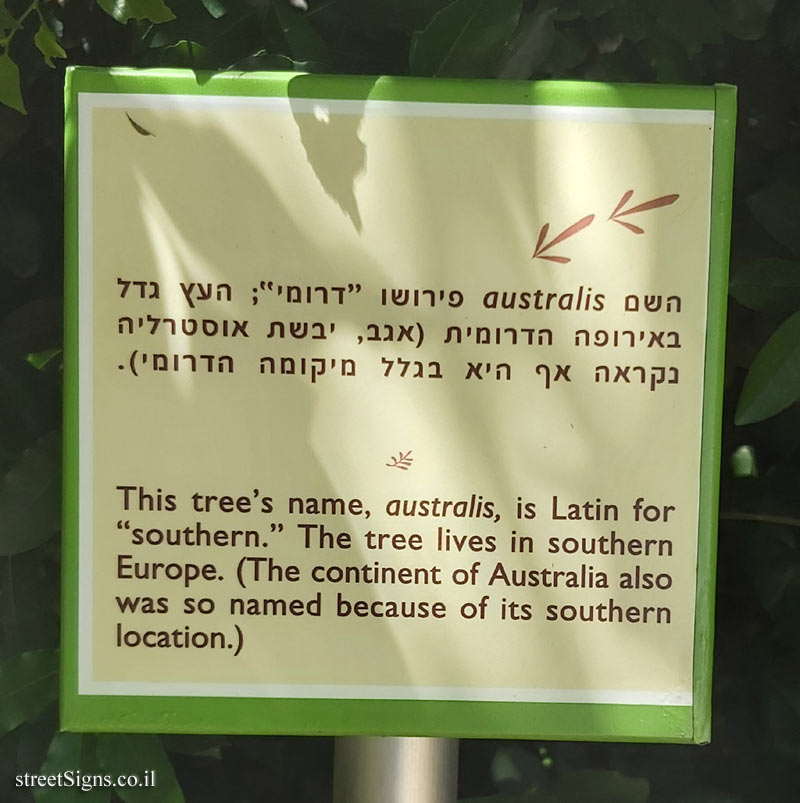 The Hebrew University of Jerusalem - Discovery Tree Walk - Nettle Tree - The fourth face