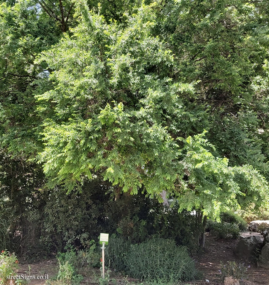 The Hebrew University of Jerusalem - Discovery Tree Walk - Chinese Elm - Safra Campus