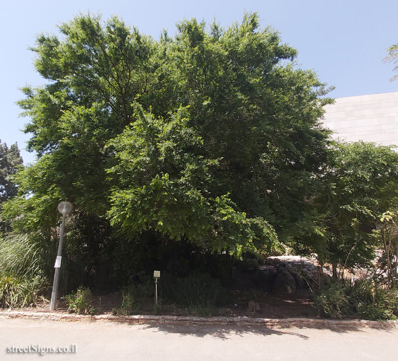 The Hebrew University of Jerusalem - Discovery Tree Walk - Chinese Elm - Safra Campus