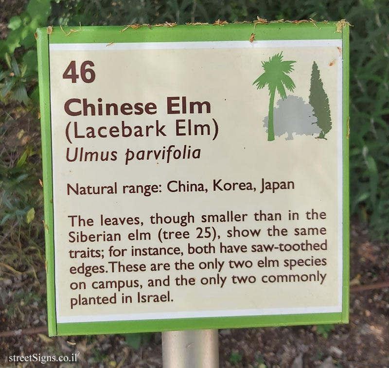 The Hebrew University of Jerusalem - Discovery Tree Walk - Chinese Elm - The second face
