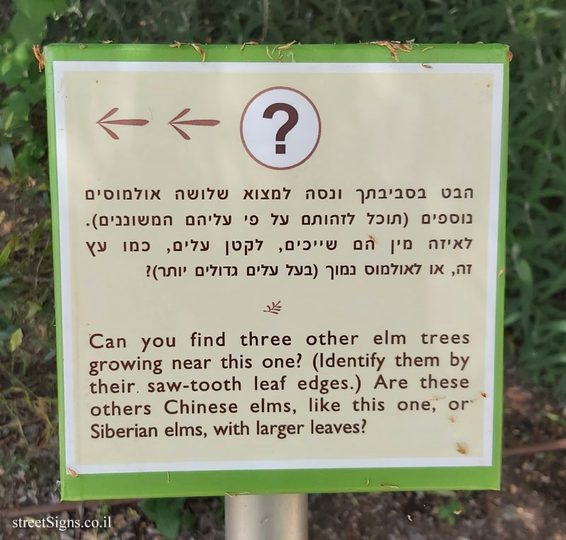 The Hebrew University of Jerusalem - Discovery Tree Walk - Chinese Elm - The third face