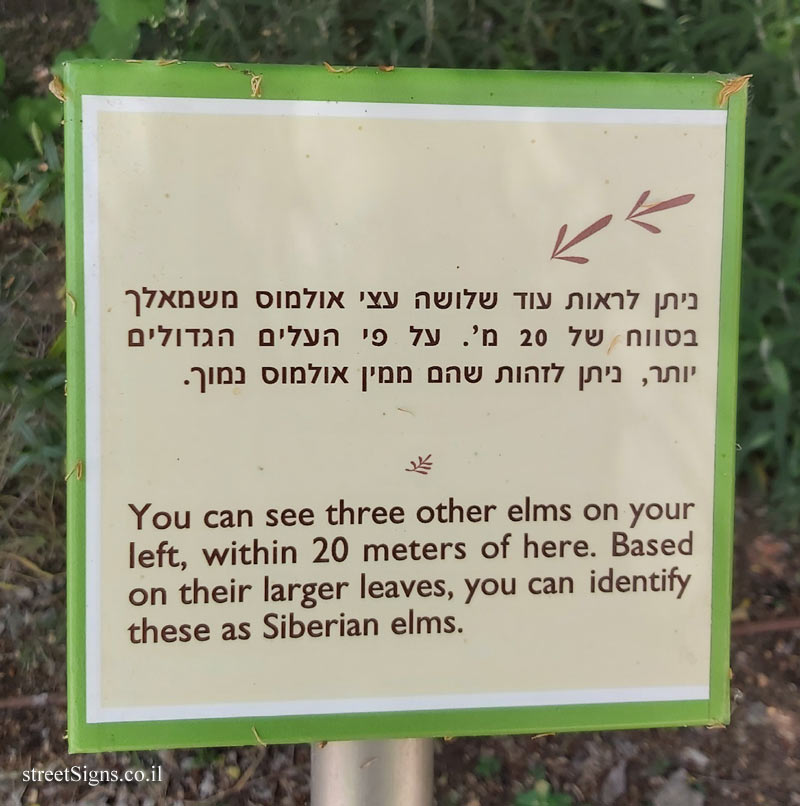 The Hebrew University of Jerusalem - Discovery Tree Walk - Chinese Elm - The fourth face