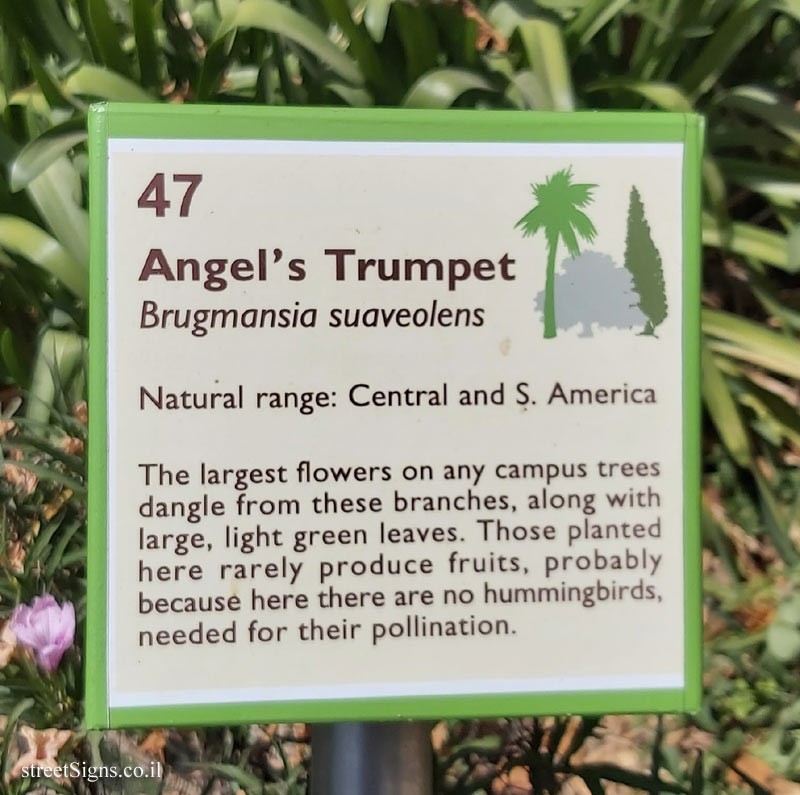The Hebrew University of Jerusalem - Discovery Tree Walk - Angel’s Trumpet  - The second face
